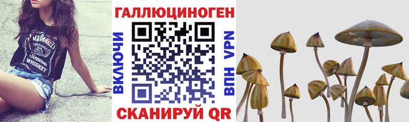 цены   Струнино  Галлюциногенные грибы Psilocybe 